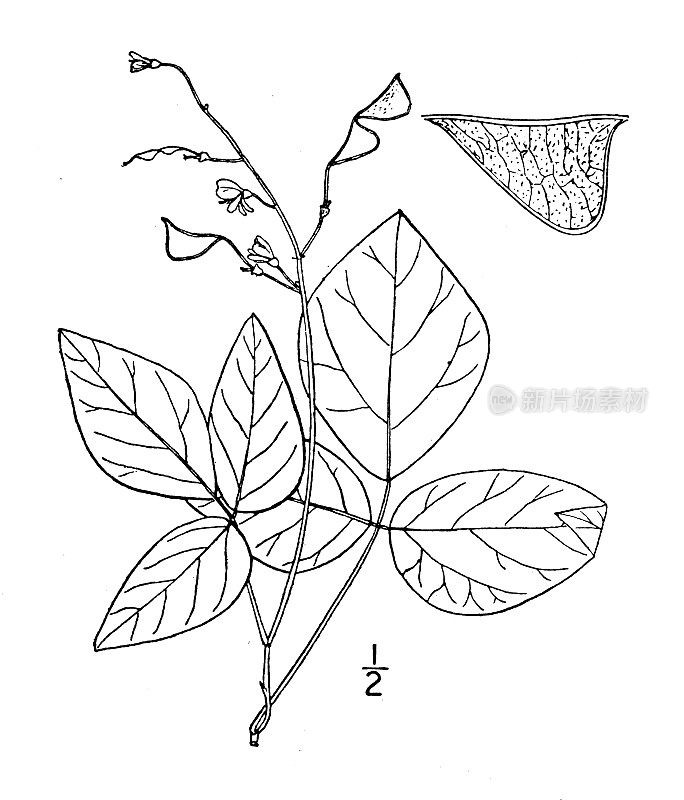 古植物学植物插图:Meibomia pauciflora，少数花三叶草